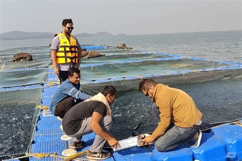 To Increase Fish Production Odisha Turns To Cage Aquaculture