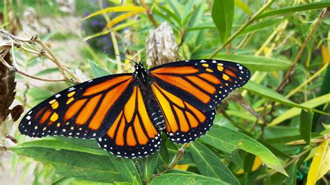 7 Tips for a Successful Monarch Butterfly Pollinator Garden