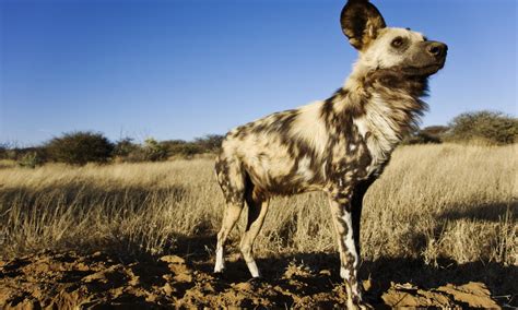 African Wild Dog | Species | WWF