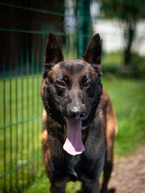 Apagi Djodjo Chien X Berger Belge Malinois La Robe Fauve Charbonn