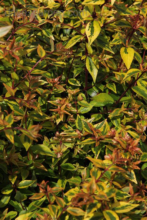 Plantfiles Pictures Glossy Abelia Kaleidoscope Abelia X Grandiflora