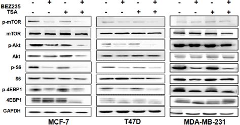 Figure From Pi K Mtor Dual Inhibitor Bez And Histone Deacetylase