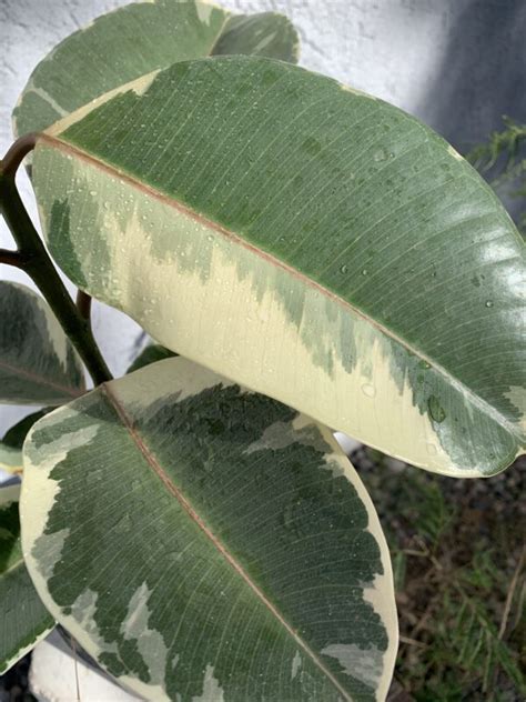 Gomero Variegado Ficus Elastica Habitanica