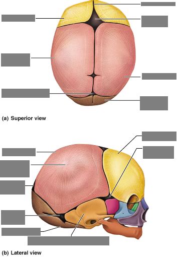 Lab Practical Fetal Skull Diagram Quizlet