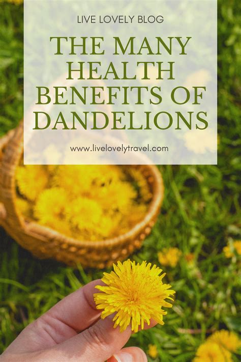 The Health Benefits Of Dandelions Live Lovely Photography