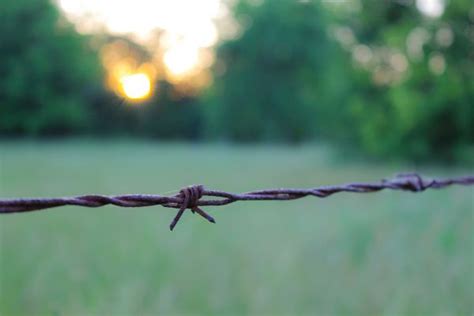 Free Images Tree Nature Grass Branch Fence Barbed Wire Vehicle