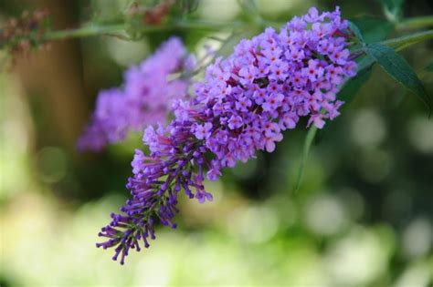 Pruning buddleia: when & how - Plantura