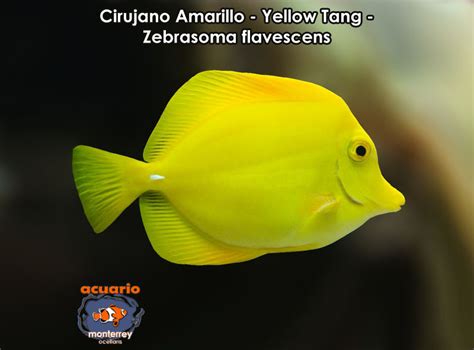 Cirujano Amarillo Yellow Tang Zebrasoma Flavescens Acuario