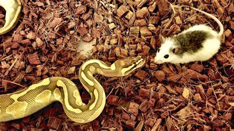 Royal Ball Python Live Feeding Strike Youtube