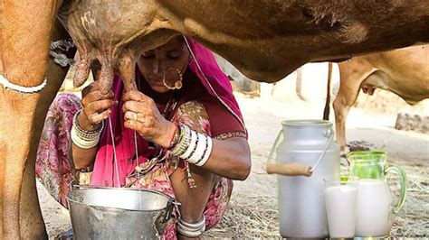 जानिए गाय का दूध पीने के सेहत के लिए फायदे मन की बात