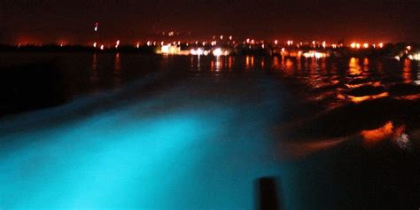 Luminous Lagoon Jamaica The Brilliant Bioluminescent Bay That You Must See