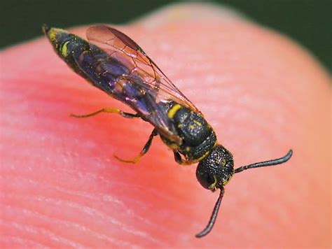 Small Black Wasp Sapyga Louisi Bugguide Net