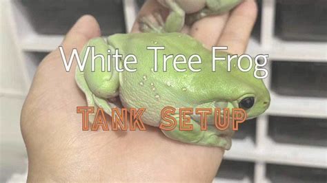 White Tree Frog Tank Setup - Step by Step to Create a Habitat