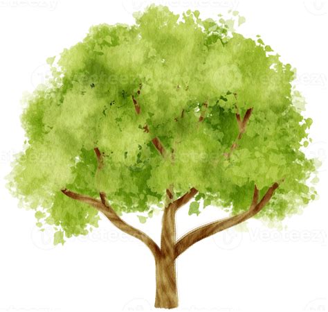 Ilustração Em Aquarela De árvore Para Elemento Decorativo 9786911 Png