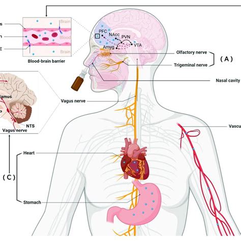 Routes Of Intranasally Administered Oxytocin OXT Can Influence Brain