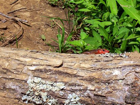 Lizard Peeking Photograph By Fromuth Photography Pixels