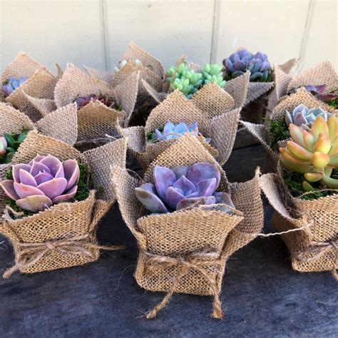 2 Succulent Party Favor T Burlap Rustic Etsy