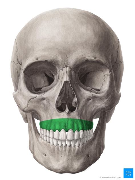 Skull anatomy: Anterior and lateral views of the skull | Kenhub