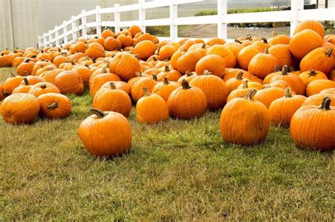 Guide to New England Pumpkin Patches - New England