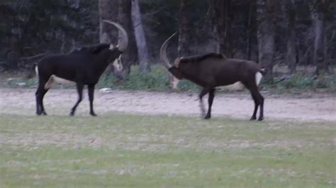 Sable Hunts In Texas Cedar Cove Ranch