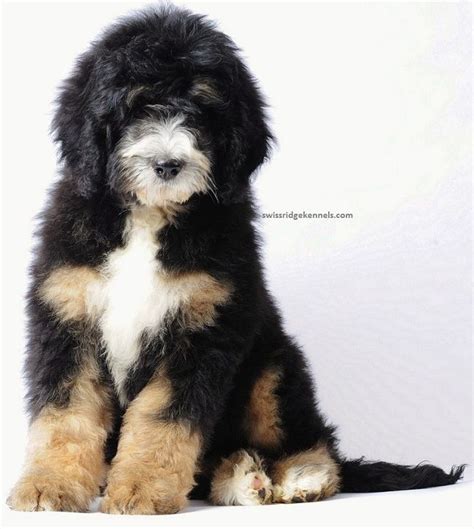 Bernese Mountain Dog Poodle Mix Pictures All Dog Breeds Cute