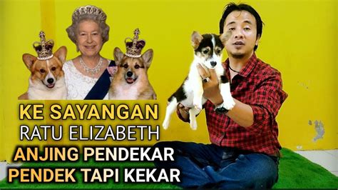 Mengenal Lebih Dekat Dengan Anjing Pembroke Welsh Corgie Youtube