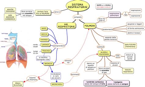 Mappe Per La Scuola Sistema Respiratorio Mappe Apparato