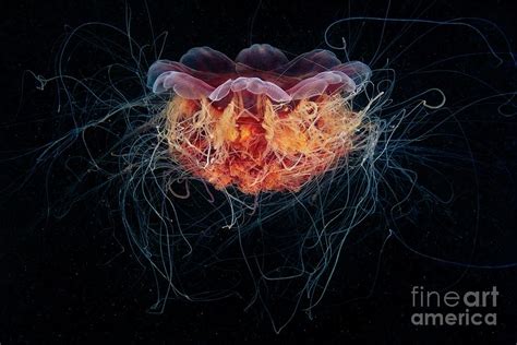 Lion S Mane Jellyfish Photograph By Alexander Semenov Science Photo Library