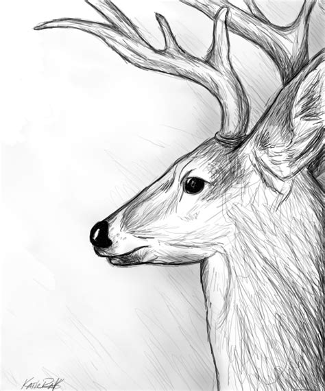 Deer Sketch by katieraff on DeviantArt