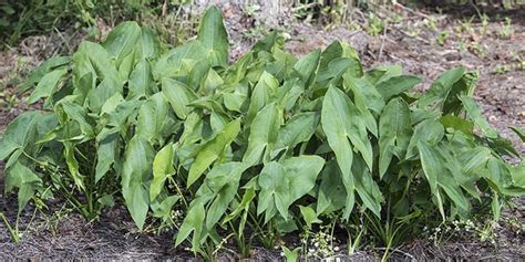 Broadleaf Arrowhead Nature Of The Lake Lakemagazine Life