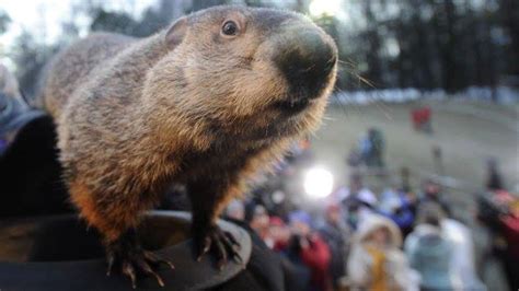 Forget Ground Hog Day: Bee Cave Bob Predicts Texas' Spring Arrival