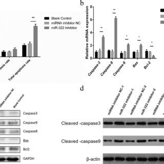 Mir Downregulation Promoted Gc Cell Apoptosis A Cell Apoptosis