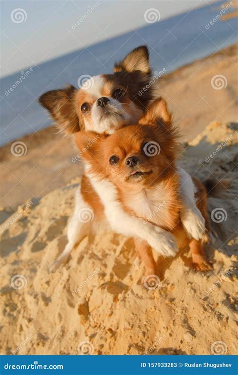 Two Cute Happy Chihuahua Pet Dogs Hugging Paw with Love on Sand Beach ...