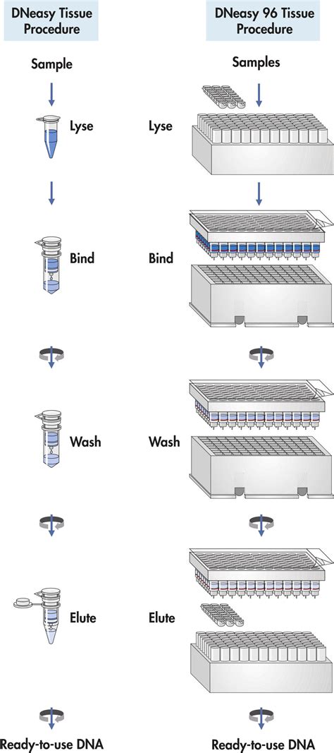 Dneasy Blood And Tissue Kits Dna Purification Qiagen