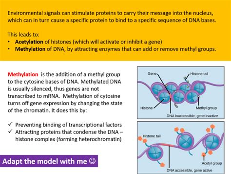 Control Of Gene Expression A Complete Set Of Resources For Aqa Asa