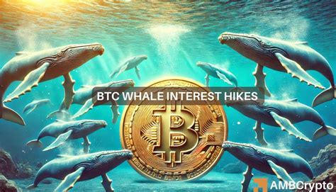 Las Ballenas Bitcoin Aumentan A Los Niveles De Llevar Esto A