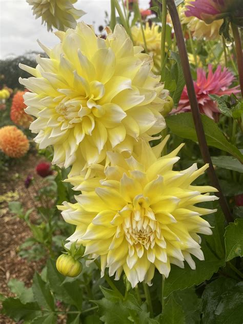 Lemon Meringue Soaring Heart Dahlias