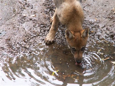 Gray Wolf Pup 01 by animalphotos on DeviantArt