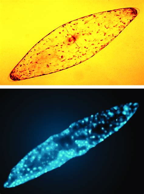 Dinoflagellates Bioluminescence