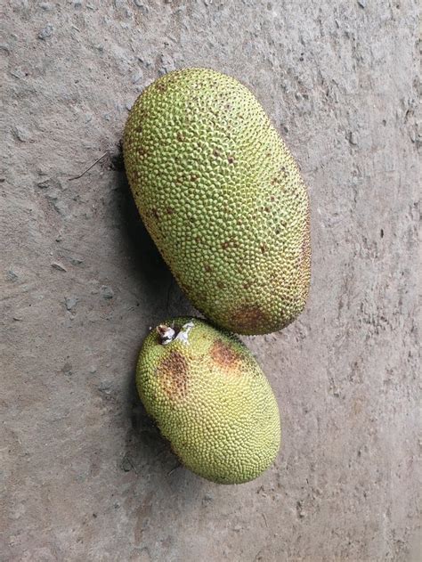 A Grade Tamil Nadu Fresh Jackfruit Packaging Size 100 Kg At Rs 300 20