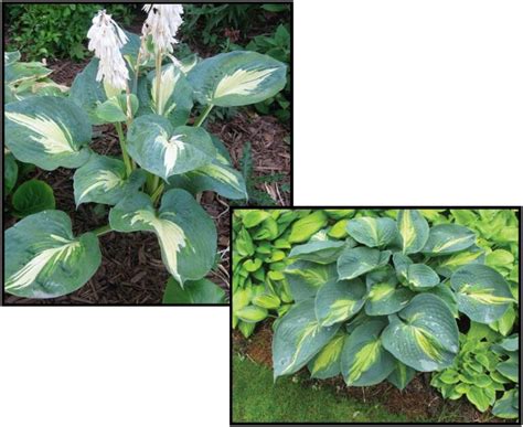 Dream Queen Hosta Hinsdale Nurseries Welcome To Hinsdale Nurseries