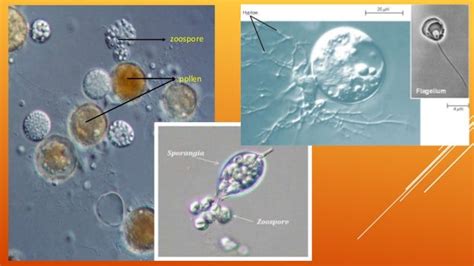 Chytridiomycetes