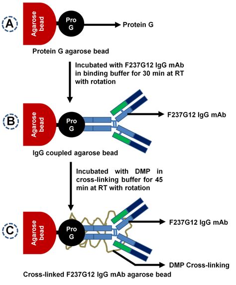 Graphical Representation Of Anti Frem F G Igg Mab