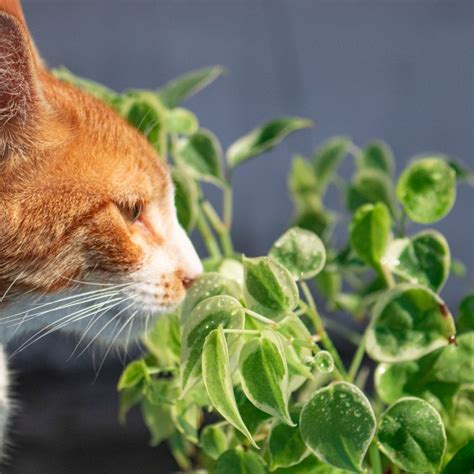 Plantas seguras para gatos Cuáles son amigables para nuestros felinos