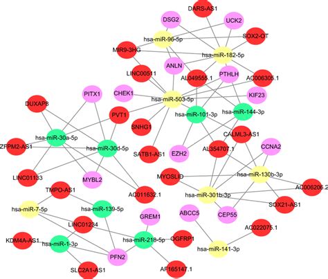 Cerna Network Lncrnamirnamrna Interactions In Lusc Red Indicates Download Scientific