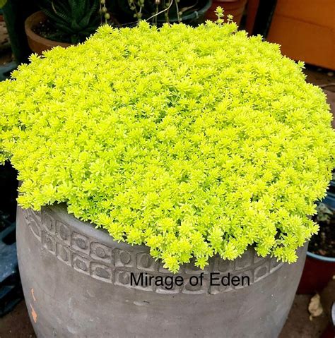 2 4 Pot Of Sedum Gold Carpet Yellow Carpet Groundcover Succulent Plant