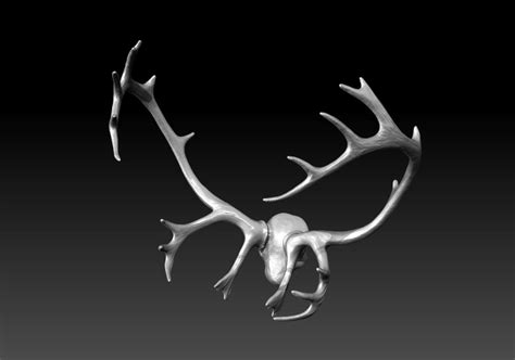 Caribou reindeer antlers 3D Model $35 - .ztl .obj - Free3D