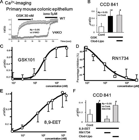 Trpv Mediated Increase In Cytosolic Ca Ca I In Mouse