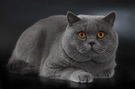 Gatto British Shorthair Tutta La Descrizione Miciogatto It Il Tuo