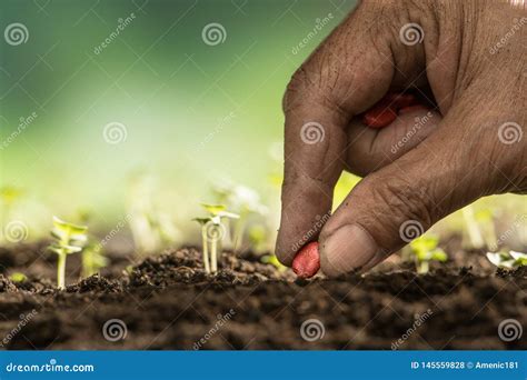 Hand Of Farmer Planting Seeds In Soil Stock Photo Image Of